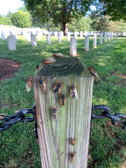 They’ve waited 17 years for this the Brood X cicada invasion DRGNews